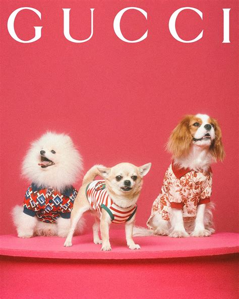 waarde gucci pet|gucci pet collection.